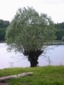 Un arbre au ch&acirc;teau de Montroc