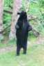 Oswald's Bear Ranch